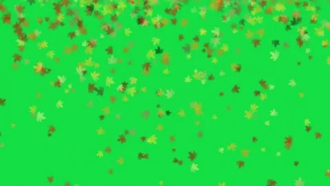 Colorful Autumn Maple Leaf Falling Animation On Green Screen Video stock 303388475