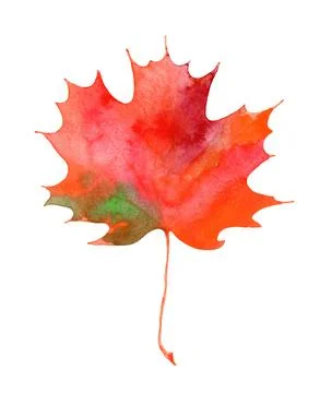 Colorful Autumn Maple Leaf. Hand painted watercolor illustration. Stock Illustration