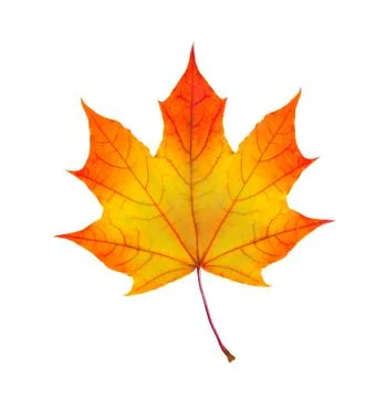 Colorful autumn maple leaf isolated on white Stock Photos