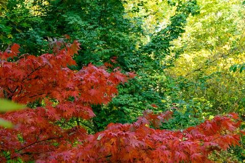 Colorful Autumn Maple Leafs on the Tree Stock Photos