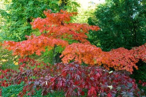 Colorful Autumn Maple Leafs on the Tree Stock Photos