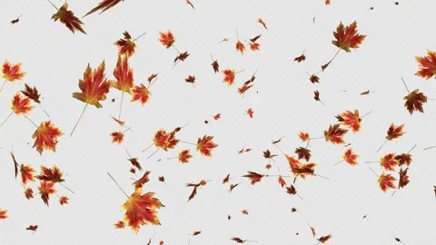 Colorful autumn maple leaves falling on transparent alpha channel background.  Stock Footage 345816859