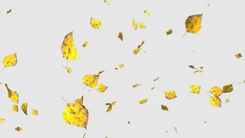 Colorful autumn maple leaves falling on transparent alpha channel background.  Stock Footage 345830269