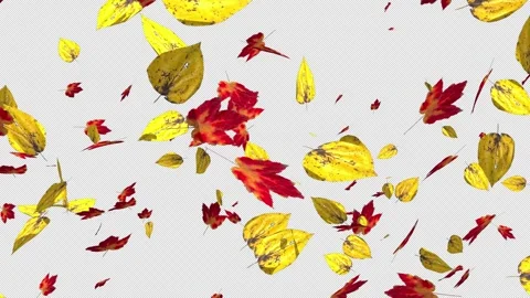 Colorful autumn maple leaves falling on transparent alpha channel background.  Stock Footage 345903428
