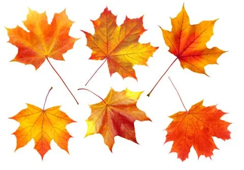 Colorful autumn maple leaves isolated on white Stock Photos