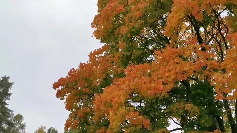 Colorful autumn tree Stock-Footage 142863941