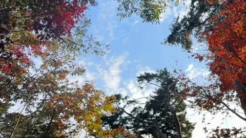 Colorful autumn trees frame moving clouds and bright sky from below. Red fall Stock Footage 343476589
