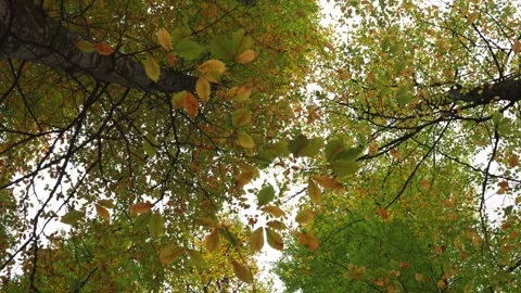 Colorful Autumn Trees Viewed From Below Stockbeeldmateriaal 336894947