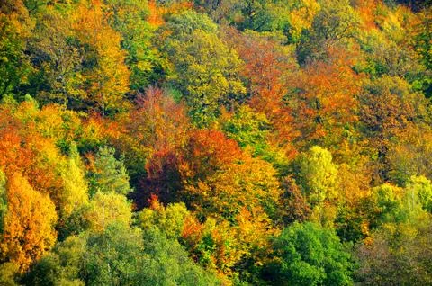 Colorful autumnal forest Stock Photos