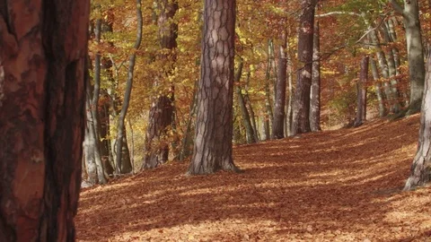 A colorful autumnal path in the midst of a beech pine forest Видео 76208475