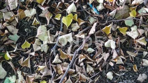 Colorful background of fallen autumn leaves in the daytime top view Stock Photos