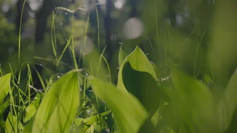 A colorful background of forest leaves surrounds green forests. Ferns and ta Stock Footage 274452938