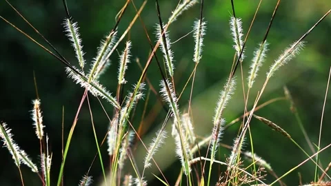 Colorful background of Grass field Stock Footage 222740323