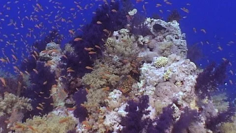 Colorful Of Barrier Reef Stock Footage 291206433