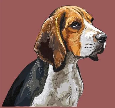 Colorful Beagle vector hand drawing portrait Stock Illustration