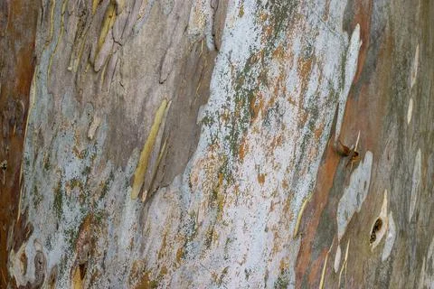 Colorful beautiful abstract pattern texture of rainbow Eucalyptus tree bark.  Stock Photos