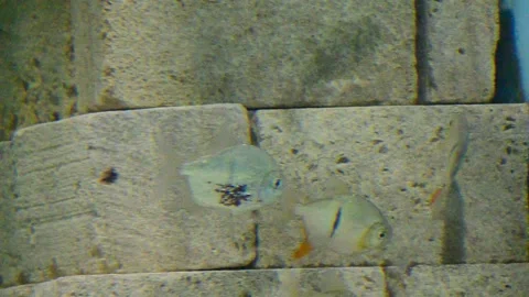 Colorful beautiful fish swim in the water fish in the aquarium of the zoo 库存影片 143140153