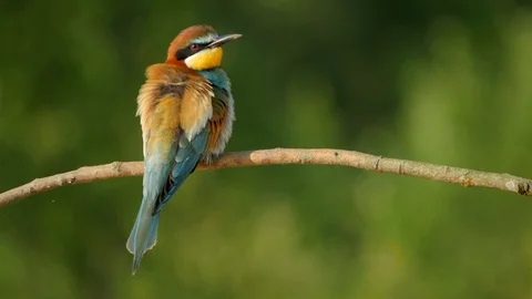 Colorful Bee-eater Merops Apiaster bird on a branch perching 4K Video stock 95082717