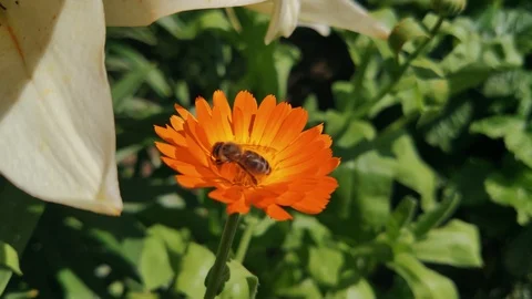 A colorful bee is looking for pollen in a bright orange marigold. Close up. Stock Footage 113132843