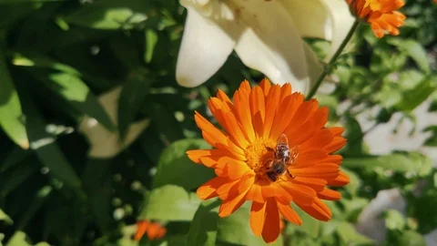 A colorful bee is looking for pollen in a bright orange marigold. Stock Footage 113133003