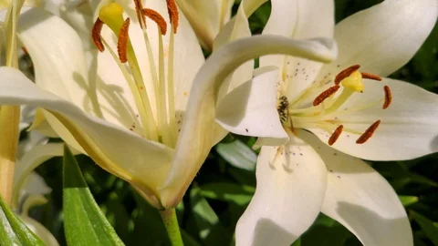 A colorful bee is looking for pollen inside of a huge white lily. Stock Footage 113133051
