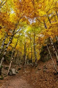 Colorful beech fall forest in Ordesa and Monte Perdido National park, Pyrenee Stock Photos