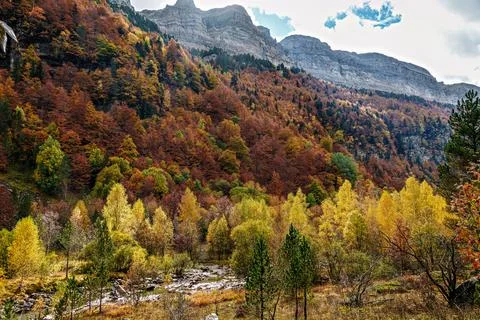 Colorful beech fall forest in Ordesa and Monte Perdido National park, Pyrenee 스톡 사진