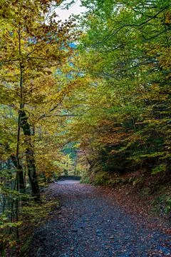Colorful beech fall forest in Ordesa and Monte Perdido National park, Pyrenee 스톡 사진
