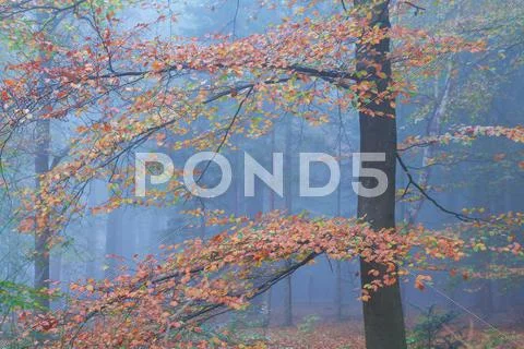 Colorful beech tree in autumn forest Stock Photos