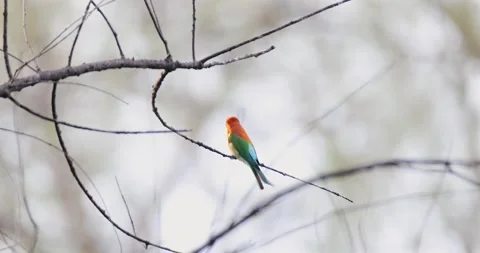 Colorful beeeater perched on bare tree branch, blurred background, Stock-Footage 305935621