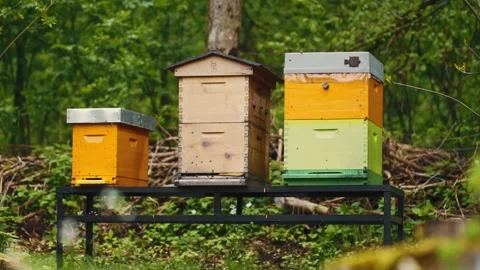 Colorful beehive apiary with bees flying around. Stock Footage 260722945