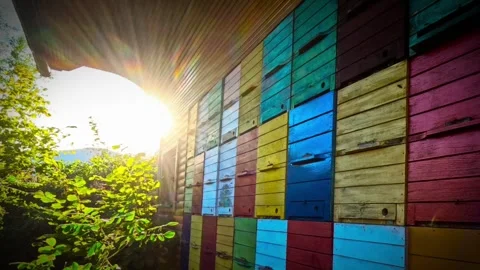 Colorful beehive in the forest with sun rays Stock Footage 316305913