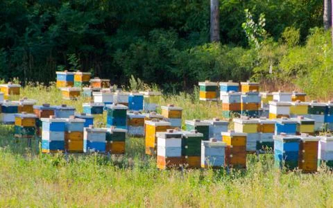 Colorful beehives for bees Stock Photos
