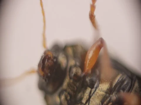 Colorful Beetle 動画素材 77553889