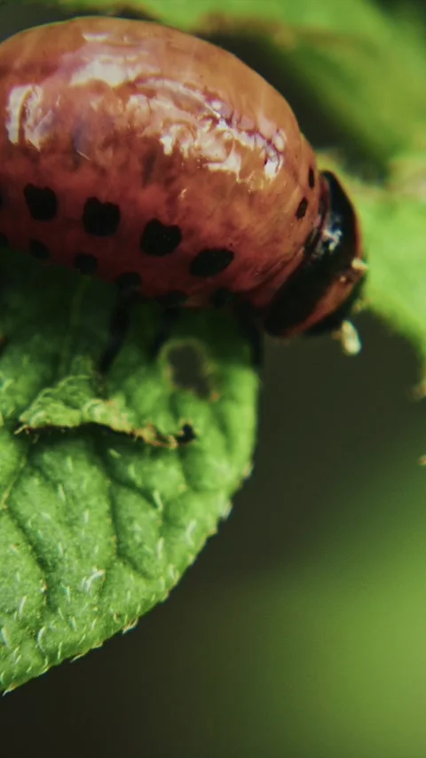 Colorful Beetle on Leaf with Attached Black Specimens Larva Of Leptinotarsa 動画素材 347015519