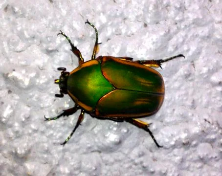 Colorful Beetle Stock Photos