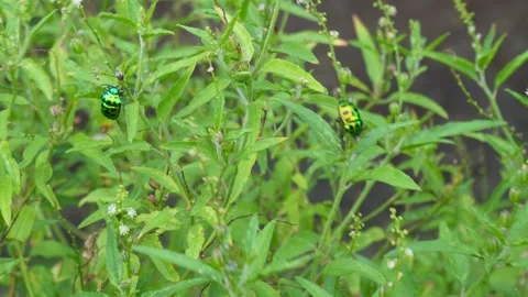 Colorful Beetles Stock Footage 336706096