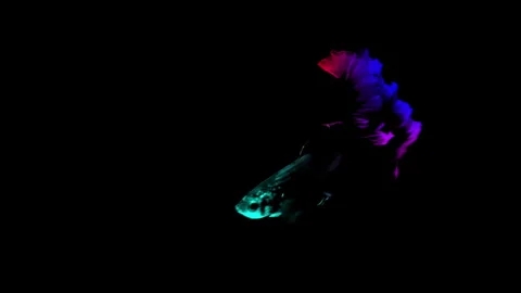 Colorful Betta fish isolated on black background. Stock Footage 339088082