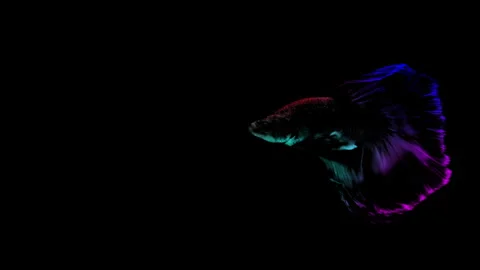 Colorful Betta fish isolated on black background. Stock Footage 339088084