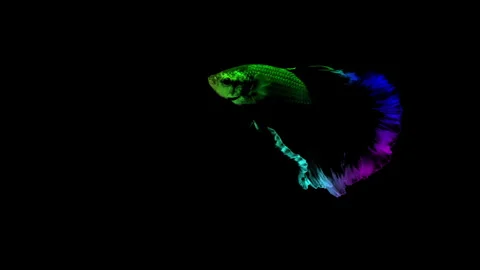 Colorful Betta fish isolated on black background. Stock Footage 339088091