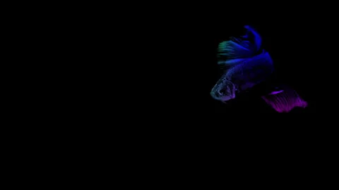 Colorful Betta fish isolated on black background. Stock Footage 339088094