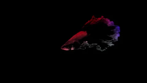 Colorful Betta fish isolated on black background. Stock Footage 339088095