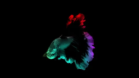 Colorful Betta fish isolated on black background. 스톡 동영상 339088099