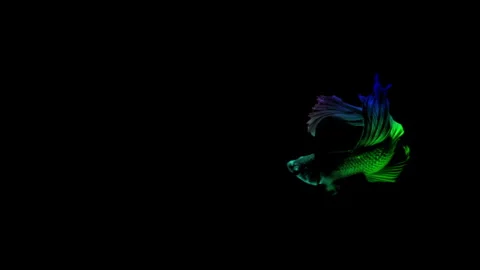 Colorful Betta fish isolated on black background. Stock Footage 339088100