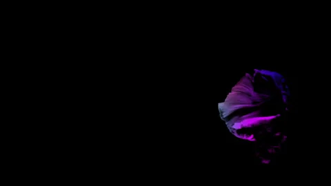 Colorful Betta fish isolated on black background. Stock Footage 339088101