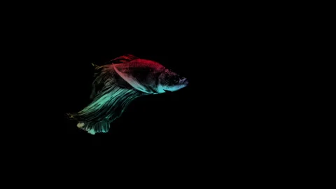 Colorful Betta fish isolated on black background. Stock Footage 339088102