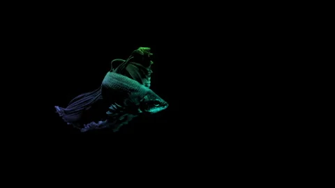 Colorful Betta fish isolated on black background. Stock Footage 339088105