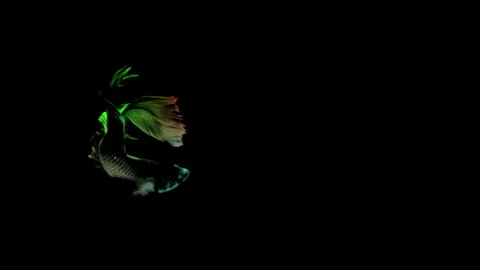 Colorful Betta fish isolated on black background. Stock Footage 339088108
