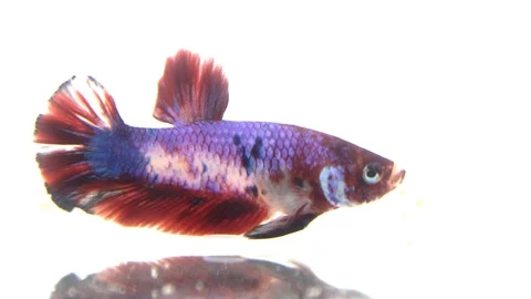 Colorful betta fish, The Siamese fighting fish. Video stock 88333306