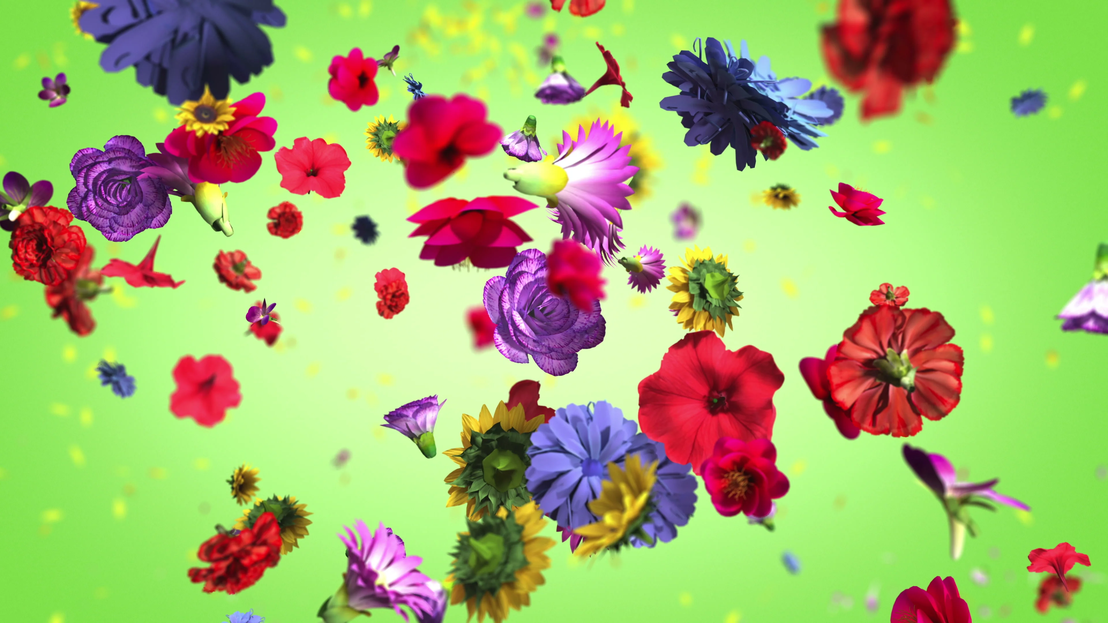 Colorful big flowers background in 4K | Stock Video | Pond5